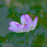 lotus_DSC3637-2aa