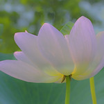 lotus_DSC3521a